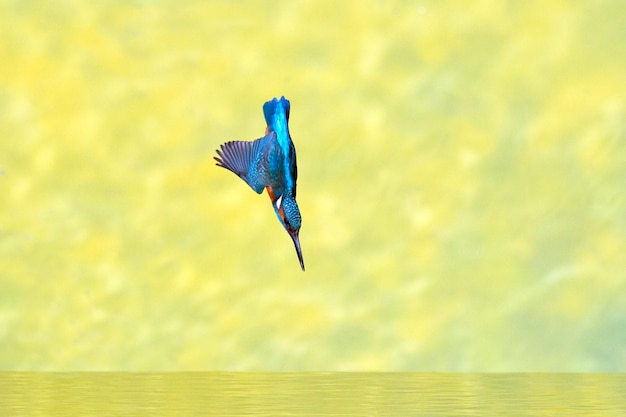 Adult male Kingfisher setting out to fish in the late afternoon light of a winter day