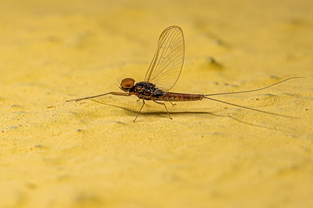 Adult Male Mayfly Insect