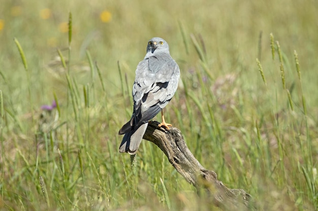 Adult male Montagu's harrier at first light on his favorite vantage point in a ceral field in spring