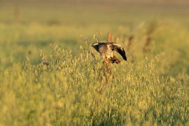 Adult male Montagus harrier inside his breeding territory with the first light of the morning