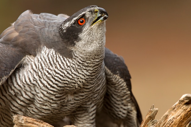 Adult male of Northern goshawk with the last lights of the afternoon