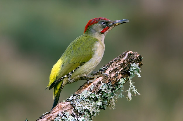 Adult male of Picus viridis. Green woodpecker