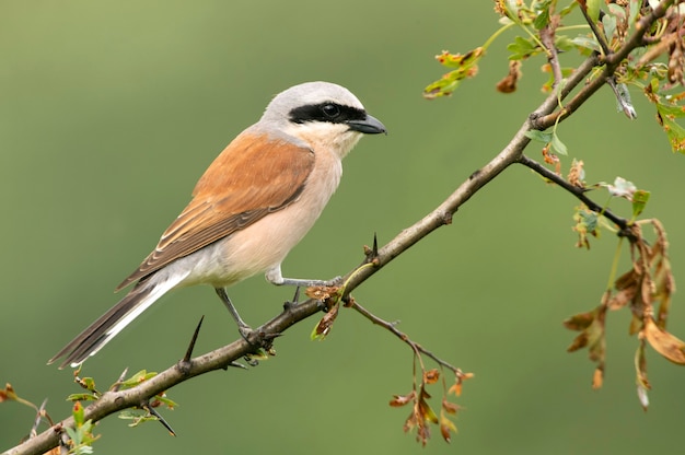 Adult male of Redbacked shrike at his favorite perch in the first light of day