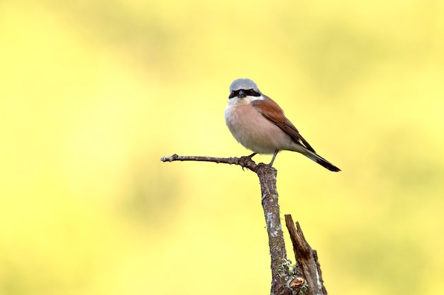 Adult male Redbacked shrike in its breeding territory with the first light of dawn