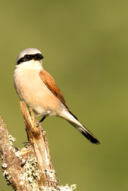 Adult male Redbacked shrike in its breeding territory with the first light of dawn