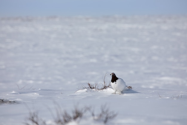 Adult male rock ptarmigan, Lagopus mutus, surveying its territory while sitting in snow