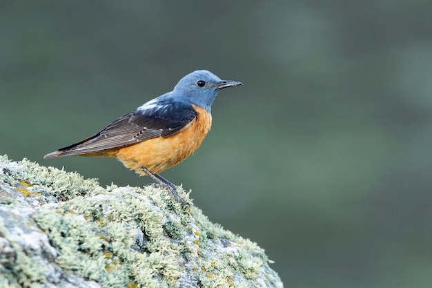 Adult male of Rufoustailed rock thrush in his breeding territory with the first light of day