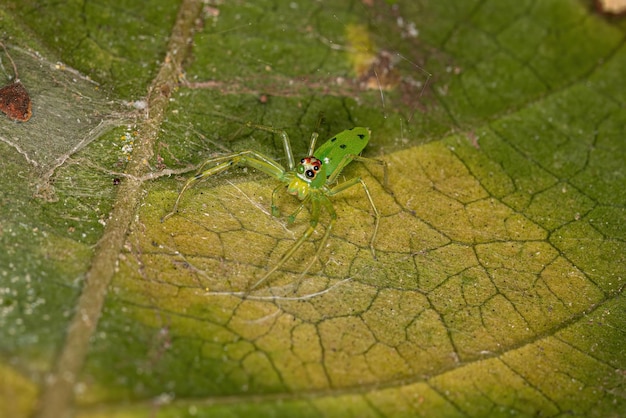 Adult Male Translucent Green Jumping Spider