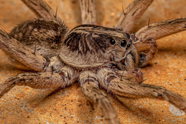 Adult Male Wolf Spider