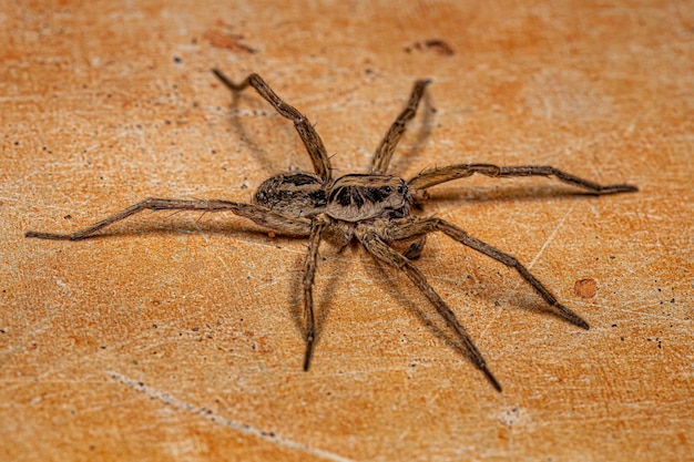 Adult Male Wolf Spider