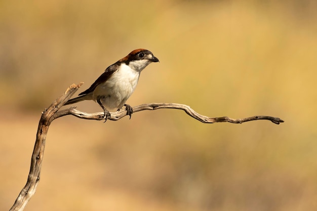 Adult male Woodchat shrike in the last light of evening at his favorite perch