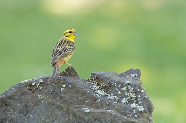 Adult male Yellowhammer with the last evening lights on her favorite perch