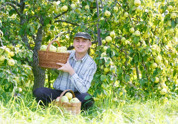 Adult man sitting in the garden apple harvest