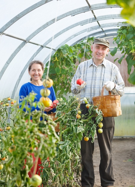 Adult men and women harvest tomatoes