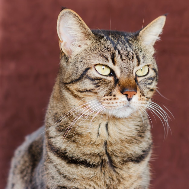 Adult mongrel striped domestic cat looks to the side