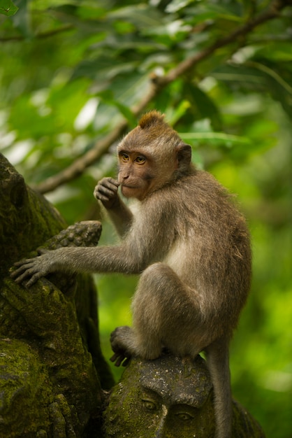 Adult monkey sits on the tree in the forest