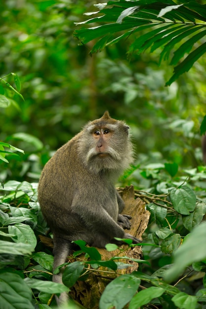 Adult monkey sits on the tree in the forest