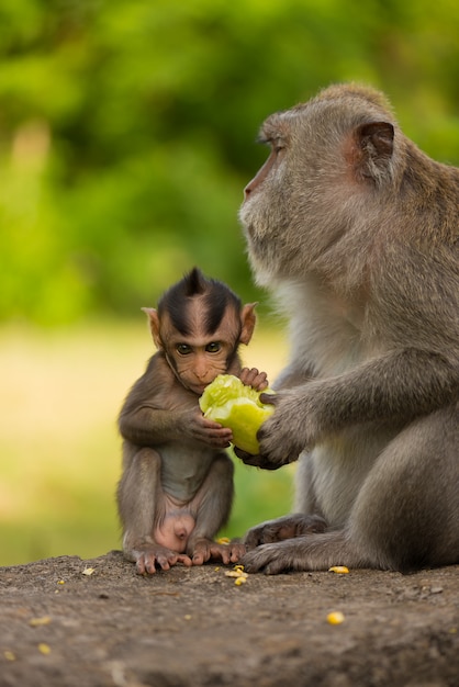 Adult monkey sits on the tree in the forest