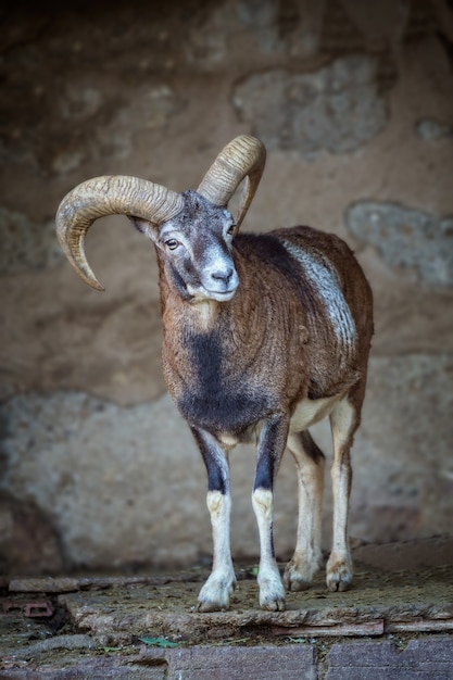 Adult mouflon aries in the zoo of Barcelona in Spain