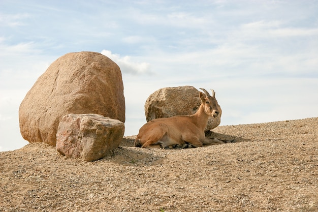 An adult mountain goat lies on a slope near three large stones against the sky. Sunny sky with clouds.