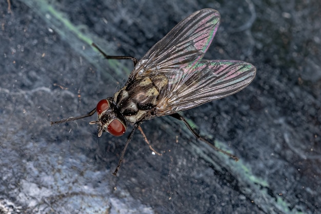 Photo adult muscoid fly of the superfamily muscoidea