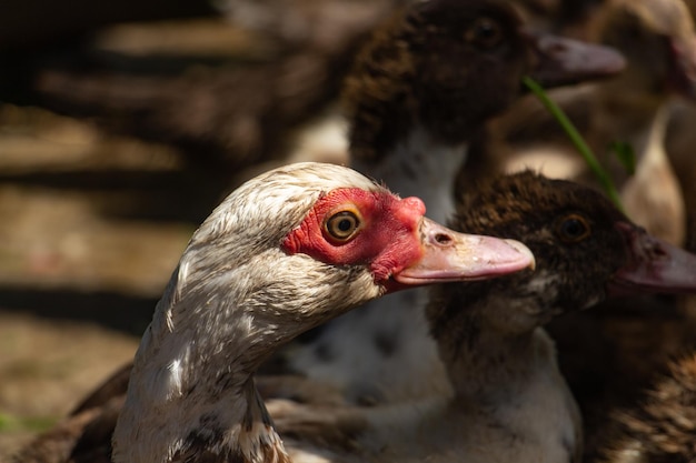 Adult muscovy duck in the barnyard male close up