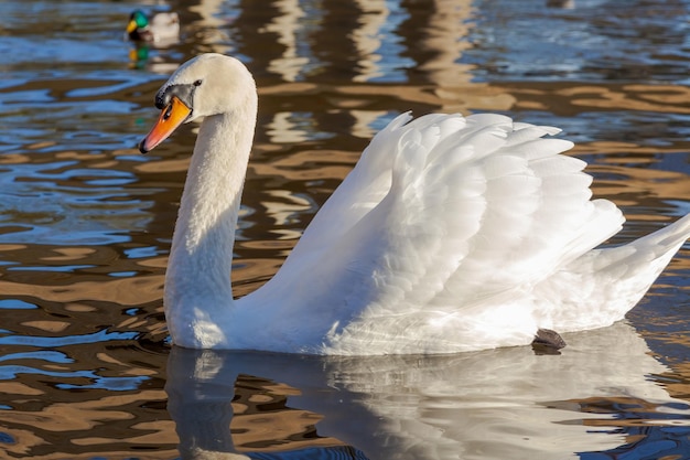 Adult Mute Swan on the River Great Ouse