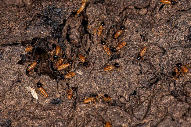 Adult Nasute Termites