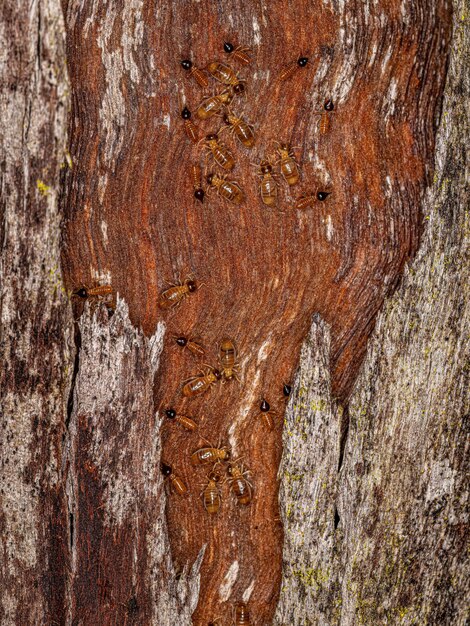 Adult Nasute Termites