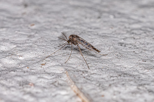 Adult Nonbiting Midge