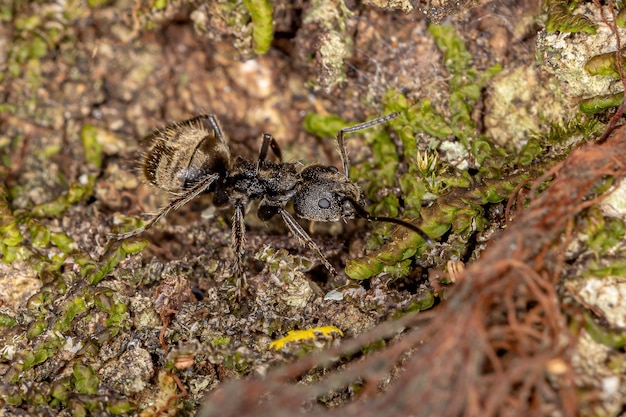 Adult Odorous Ant of the species Dolichoderus bispinosus