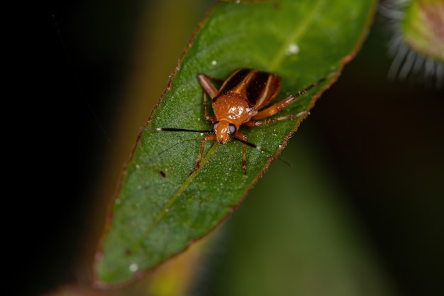 Adult Plant bug of the family miridae