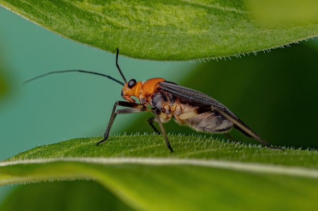 Adult Plant Bug of the Family Miridae