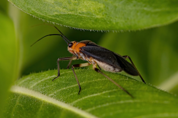 Adult Plant Bug of the Family Miridae