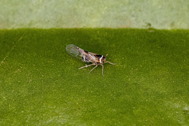 Adult Planthopper Insect