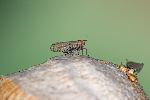 Adult Planthopper Insect