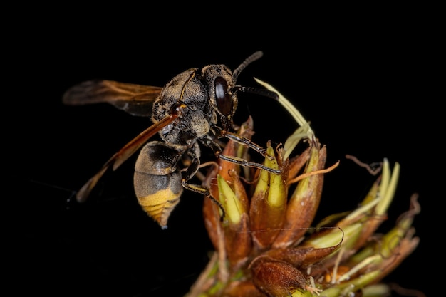 Adult Potter Wasp of the Subfamily Eumeninae