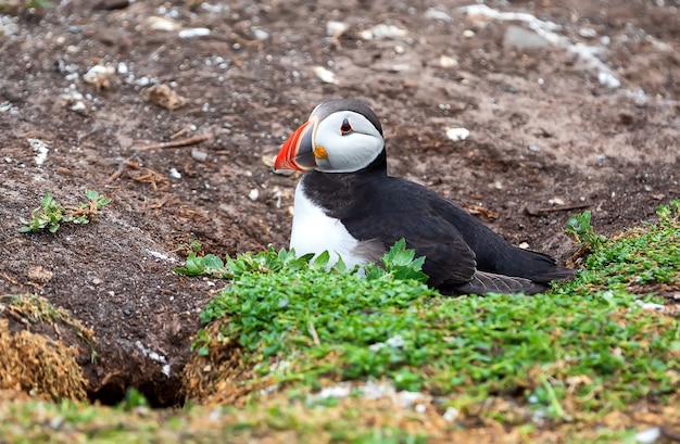 An adult puffin stays near his nest in hole on the Farne Islands in England on summer time