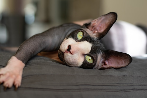 Adult purebred cat canadian sphynx lies on the bed	