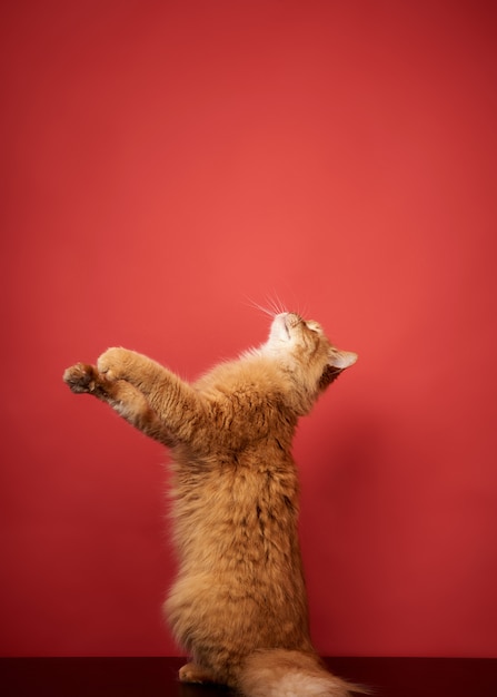 Adult red cat jumps and pulls its paws up on a red background