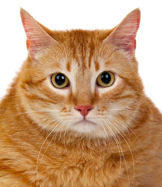 Adult red cat 