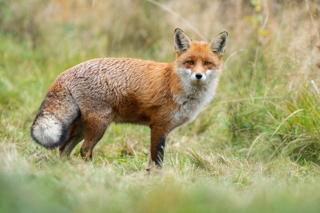 Adult red fox with furry tail standing on a meadow in autumn nature