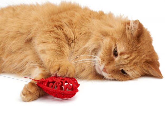 Adult red-haired domestic cat lies 