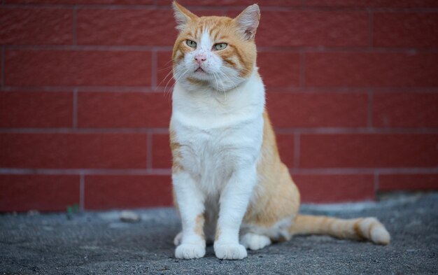 Adult red haired white cat sits on the street the animal looks into the camera