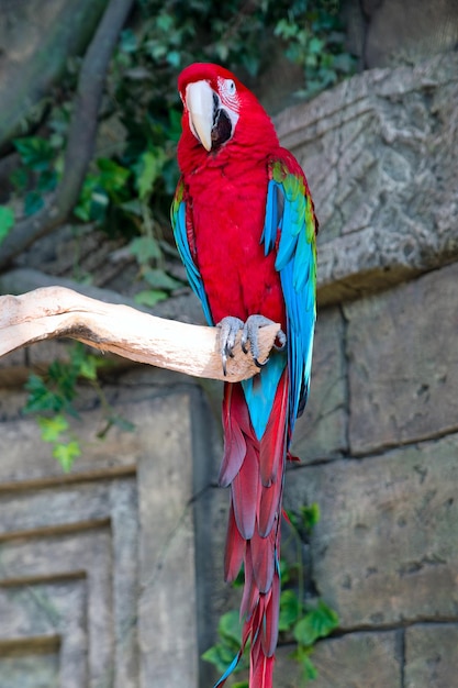 Adult red macaw parrot on a branch