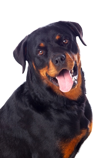 Adult Rottweiler dog