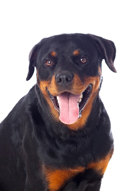 Adult Rottweiler dog