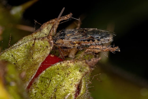 Adult Scentless Plant Bug of the Family Rhopalidae eating a solanum fruit