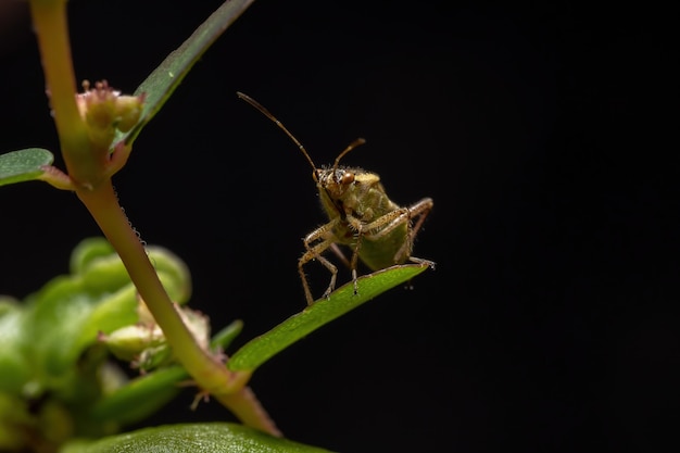 Adult Scentless Plant Bug of the Family Rhopalidae