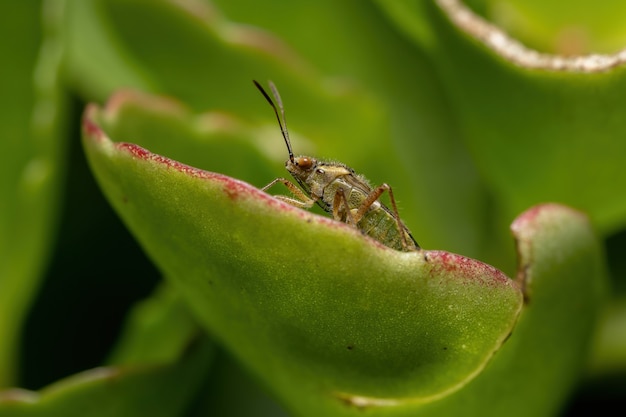 Adult Scentless Plant Bug of the Family Rhopalidae